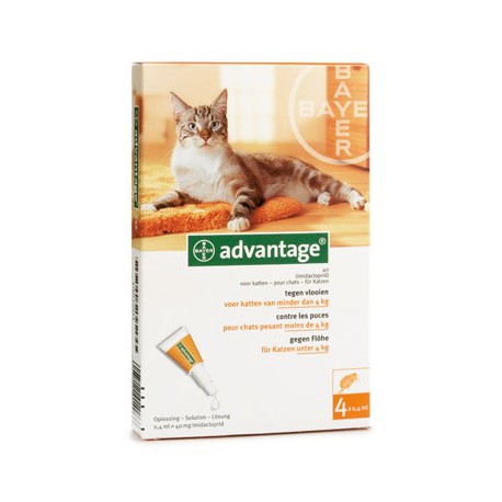 woonadres Dezelfde Rode datum Advantage Kat™ - Spot-on tegen vlooien - Bayer / Direct-Dierenarts